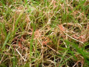 Fungus Control