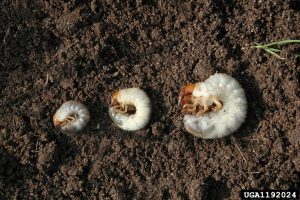 Grub Control