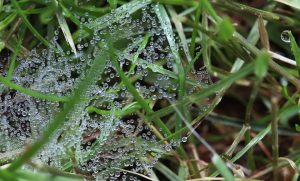 Fungus Control