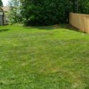 Fescue and Heat