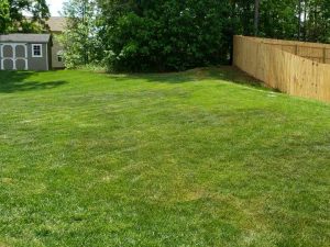 Fescue and Heat