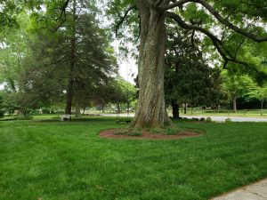 Fescue and heat
