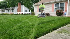 Fescue and Heat