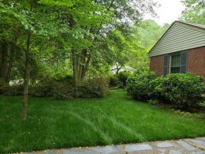 Fescue and Heat
