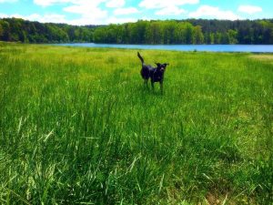 Dogs and Lawns