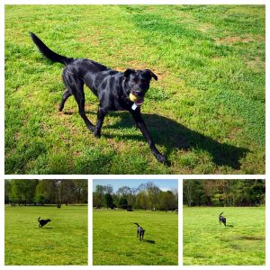 Dogs and lawns