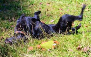 Dogs and Lawns