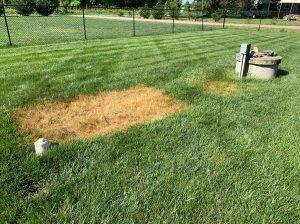 Lawn Heat Stress