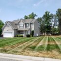 Identifying and Dealing With Heat Stress in a Fesuce Lawn