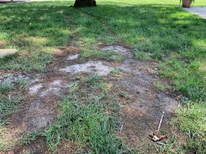 overseeding fescue