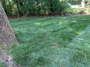 How often should I overseed my lawn