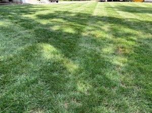 A lawn with the best turf grass seed