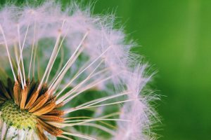 Winter weeds