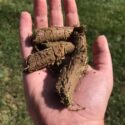 Why You Dont Need Cores to Grow Grass