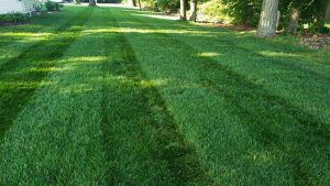 watering a new lawn