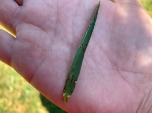 Grey leaf spot turf disease is an issue in the Richmond, Virginia area for most homeowners. Gray leaf spot needs specific conditions to develop