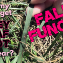 Grey Leaf Spot Turf Disease