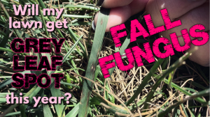 Fall Fungus Grey Leaf Spot
