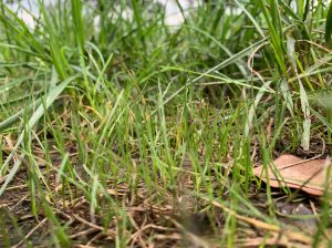 Planting fesuce in summer