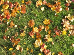 mulching leaves bad for grass