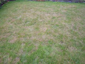 Brown Grass