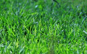 Different colors of grass