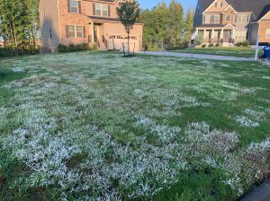 White Grass