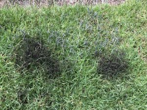 Black Grass