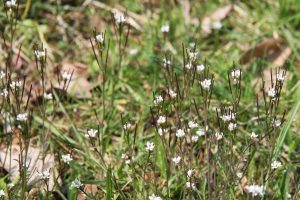 winter weed control