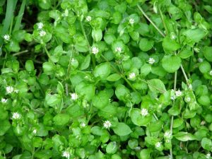 Winter weeds in Virginia