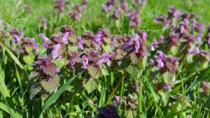 Weeds in Virginia
