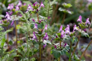 Winter Weeds in Virginia