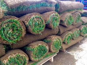Fescue Sod