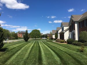 Fox Creek Lawn Aeration Seeding Fertilization | Picture Perfect Lawn Maintenance | (804) 530-2540